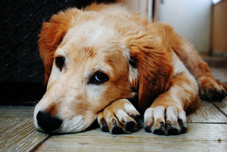 How to Spot the Signs and Symptoms that Your Dog isn’t Well