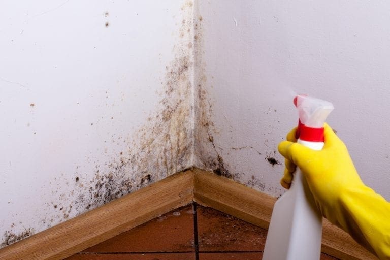 4 Reliable DIY Ways to Remove Mold