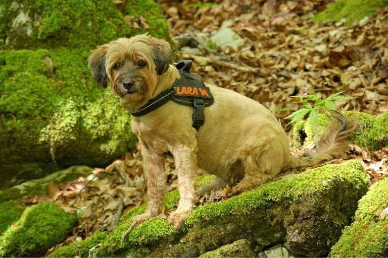 The Top 3 Reasons to Use a No Pull Harness for Your Dog
