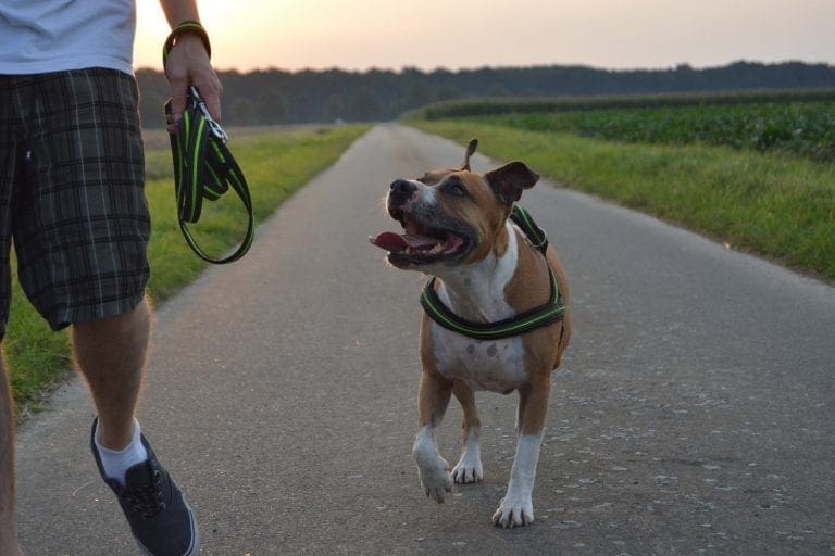 5 Important Things to Remember If You Love Evening Strolls with Your Dog