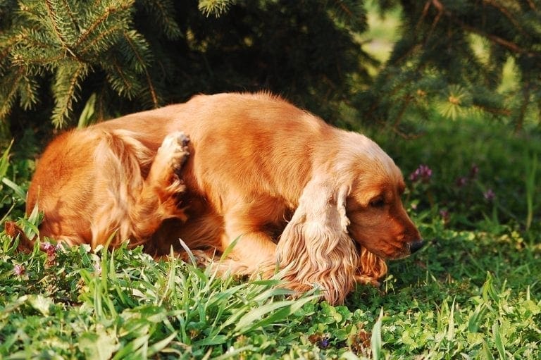 5 Potential Causes for Hot Spots on Dogs