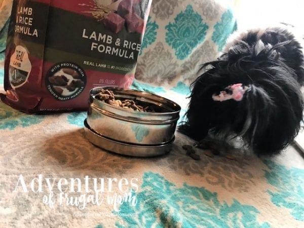 Allie Takes the PURINA ONE® 28-DAY CHALLENGE from North Carolina Lifestyle Blogger Adventures of Frugal Mom