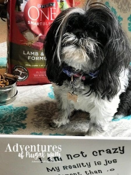 Allie Takes the PURINA ONE® 28-DAY CHALLENGE from North Carolina Lifestyle Blogger Adventures of Frugal Mom