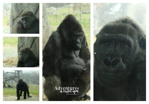 Hanging out at the North Carolina Zoo from North Carolina Lifestyle Blogger Adventures of Frugal Mom