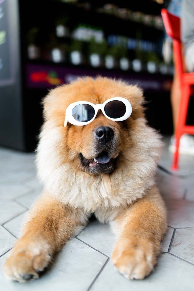4 Tips to Make a Living at Dog Grooming