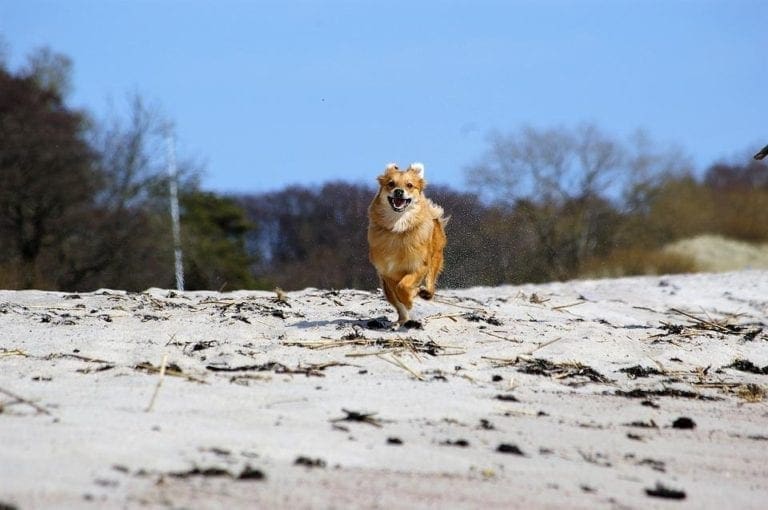 4 Safety Tips for Taking Your Dog to the Beach