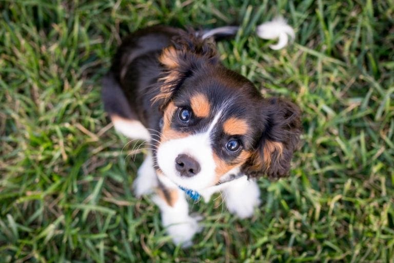 5 Easy Ways to Prepare for Your New Cavalier Puppy