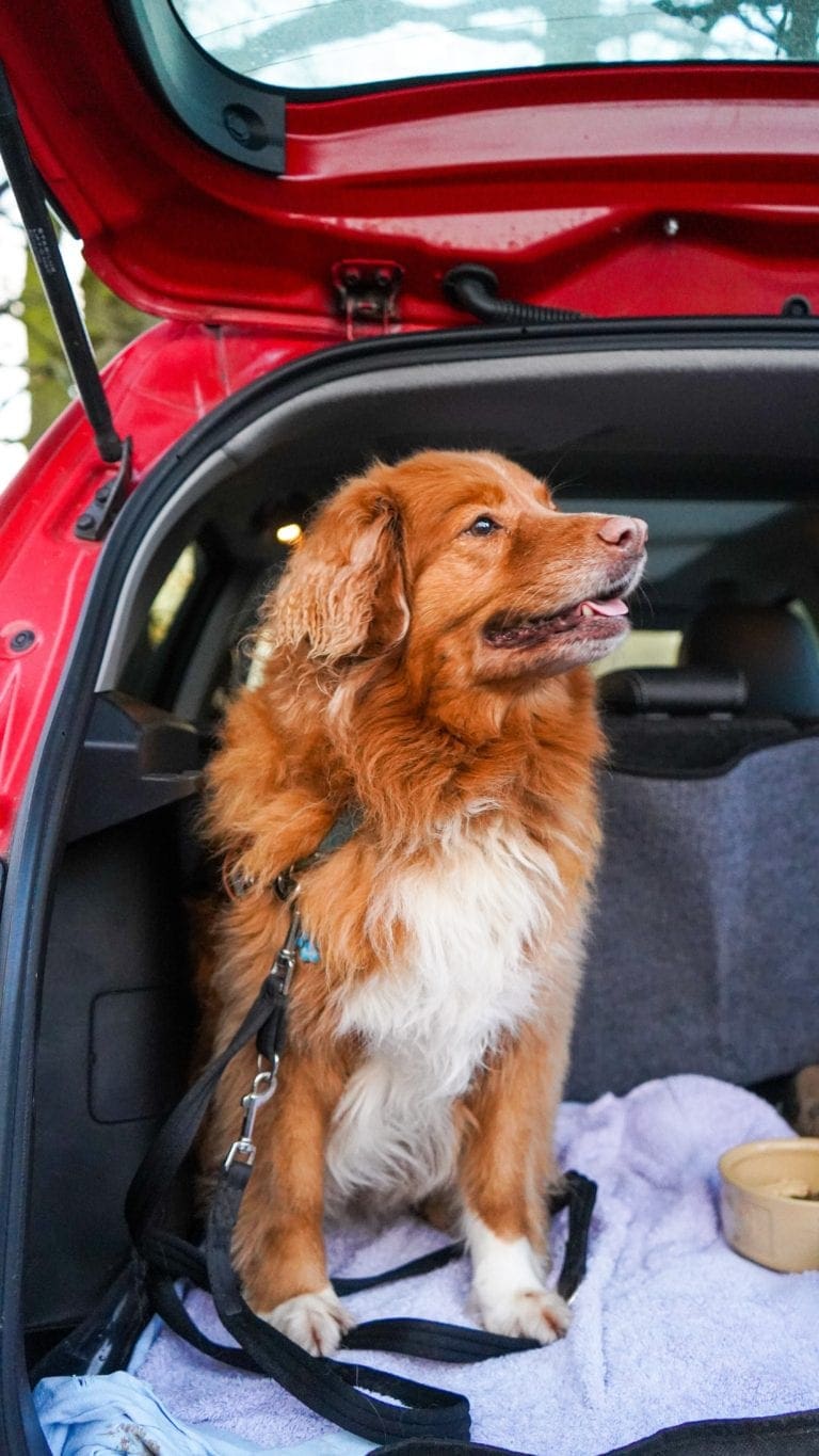 7 Tips for Taking a Road Trip with Your Dog