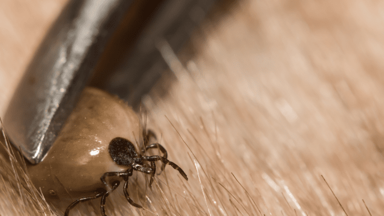 Tick Infestations: Causes, Signs, and Prevention