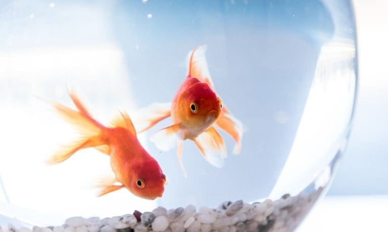 Tips for Caring for a Pet Fish