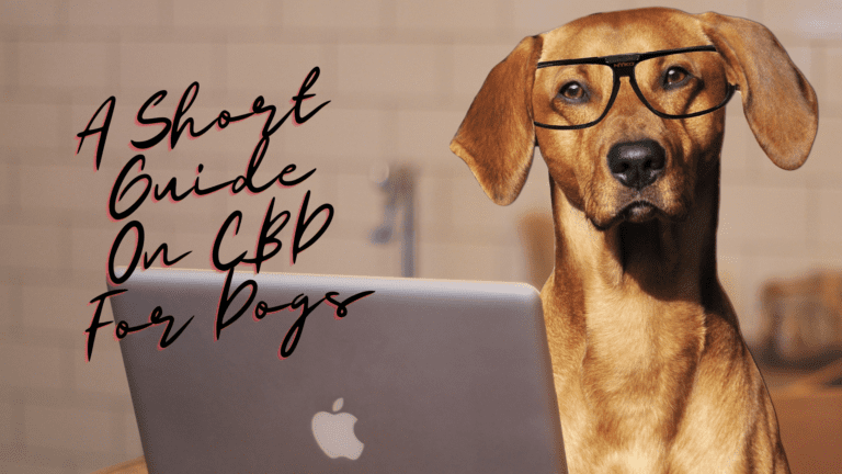 A Short Guide On CBD For Dogs