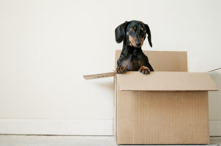 Bought a New Home? What You Need to Know About Moving With Pets