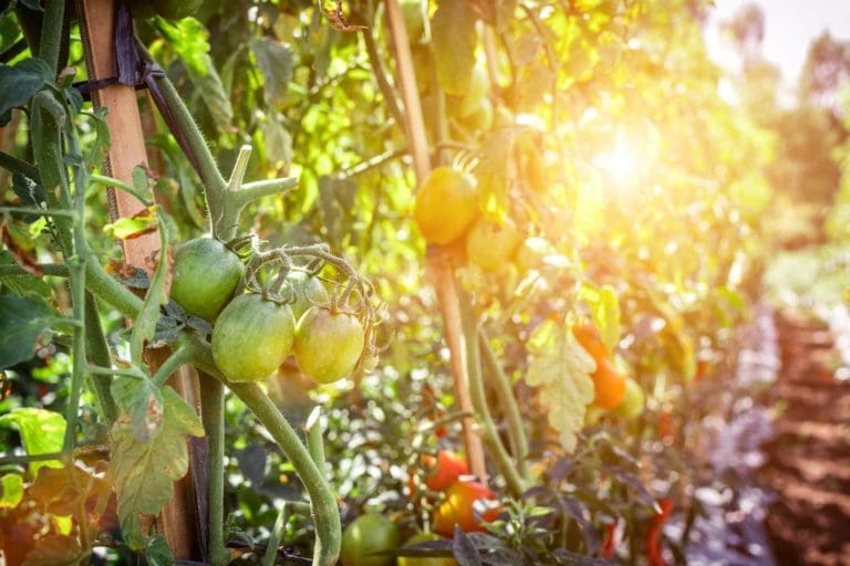 Tomatoes Today Gone Tomorrow? Not with These Gardening Tips