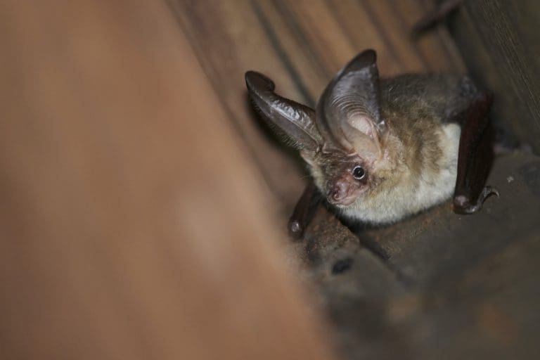 Top 4 Facts To Know About Bats in Your Home