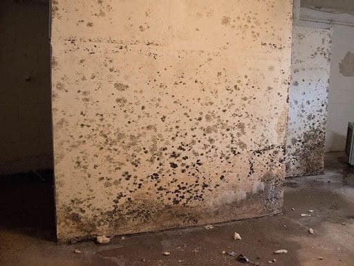Why Hire Mold Removal Services?