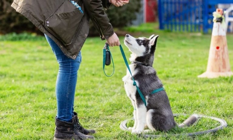 Tips for Using Basic Discipline Techniques on Your Dog