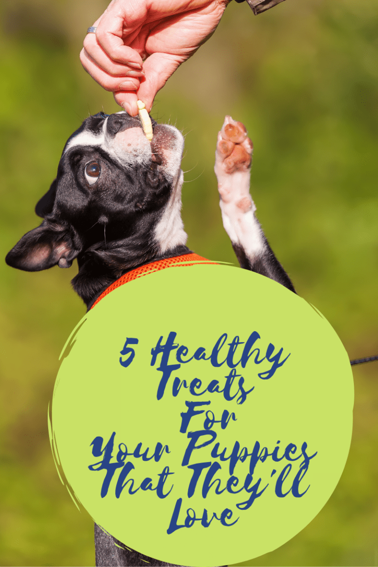 5 Healthy Treats For Your Puppies That They’ll Love