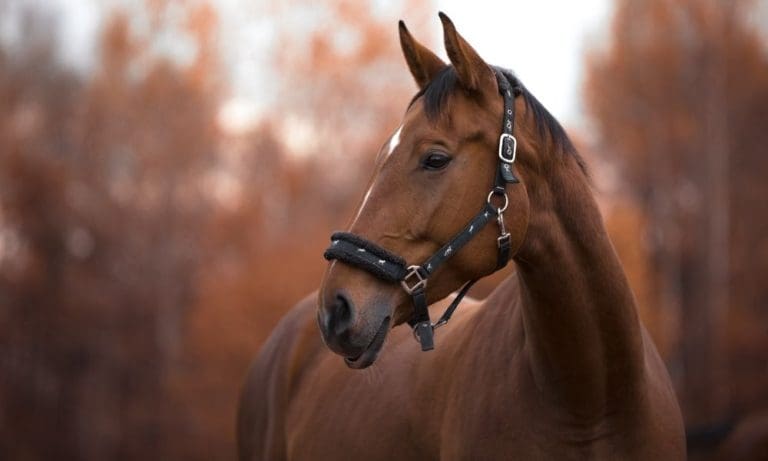 Everything You Need To Know About Buying a Horse