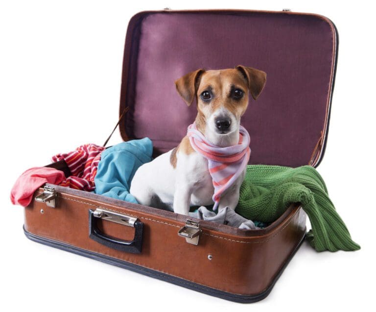 How to Make Traveling With Your Dog a Breeze This Holiday Season