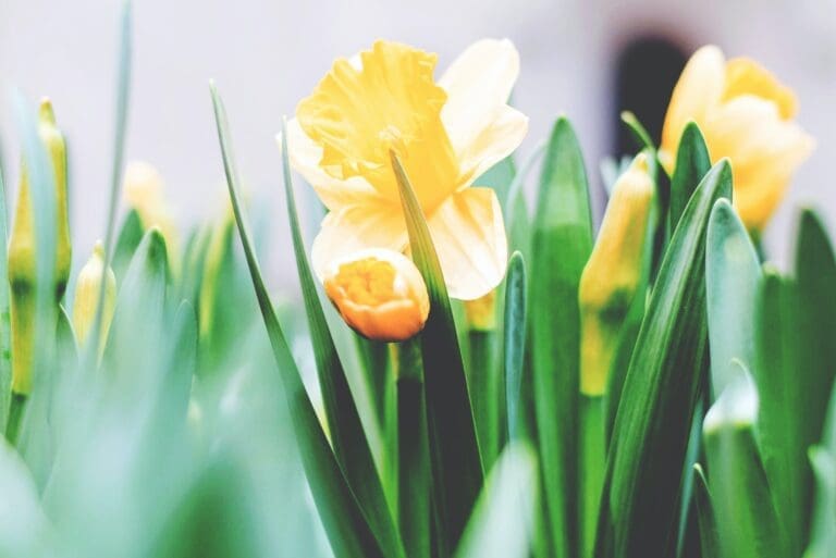 Creative Ideas to Maximize the Beauty of Daffodils