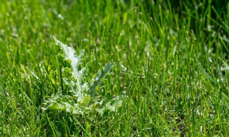 Landscaping 101: 5 Tips for Effective Weed Control