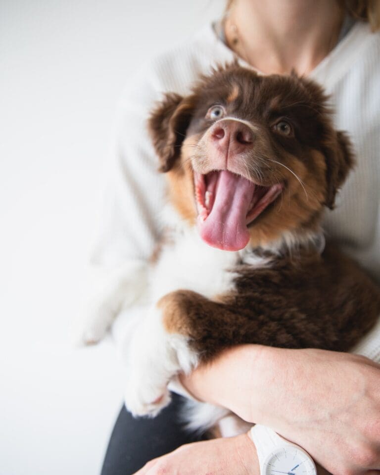 The Ultimate Guide for New Pet Parents: Taking Care of Your Dog